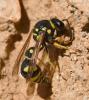 Eumenes sp.